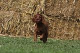 SETTER IRLANDAIS 163